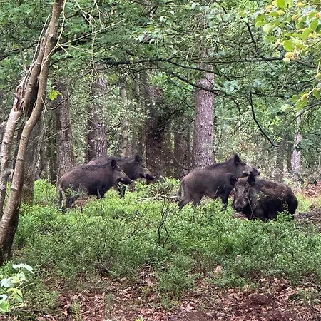 度假居 Koningsbos I Thuis In Het Bos 埃姆斯特