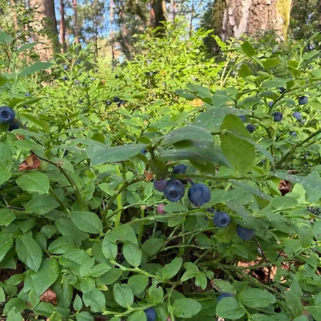 度假居 Koningsbos I Thuis In Het Bos *